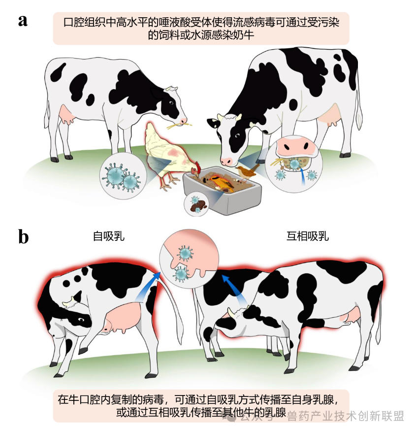 奶牛1.jpg